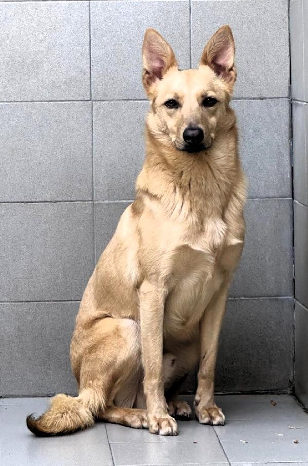 MANUEL CAGNOLINO TIMIDO Foto 4